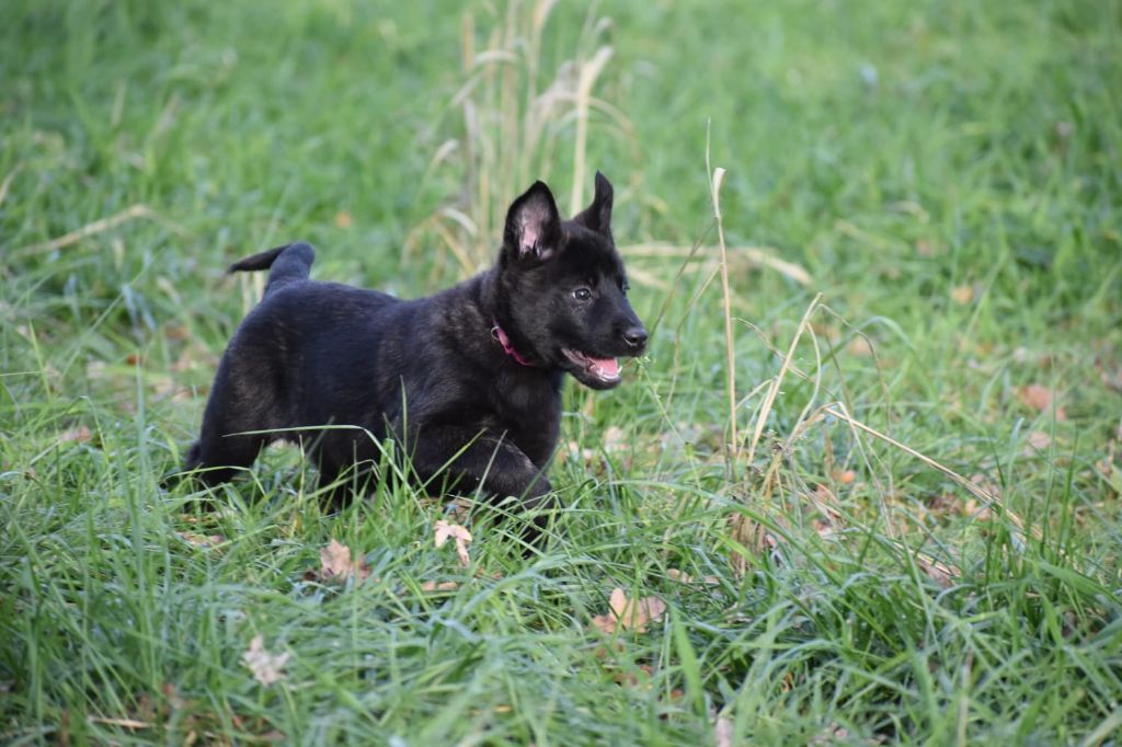 Tarkham De La Légion Des Loups